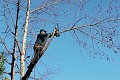 Boston MA Tree Pros - Tree Removal Boston
